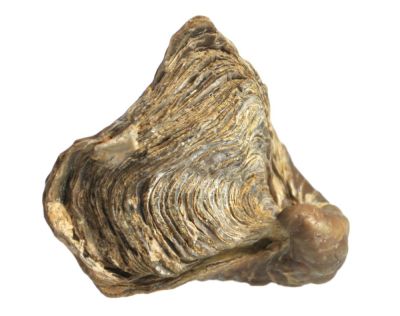 Texigryphaea mucronata, Cretaceous, Oklahoma, USA