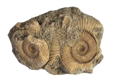 Dactylioceras athleticum, Lower Jurassic, GER