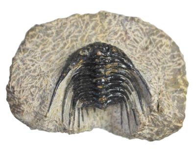 Leonaspis, Devonian, MAR