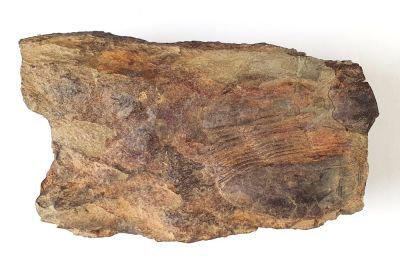 Trilobit: Ectillaenus giganteus, Ordovizium, ES