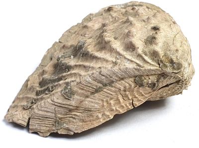 Clavotrigonia lusitanica, Jurassic, PRT