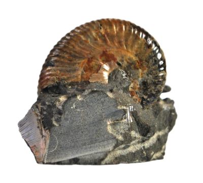 Scaphites sp.