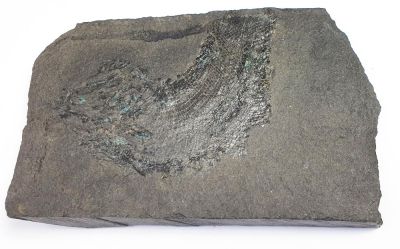 Palaeoniscum freieslebeni, GER