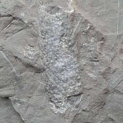 Lepidostrobus, Carboniferous; Aachen, GER