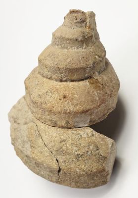 Gastropod Pleurotomaria, Jurassic, Dollnstein, GER