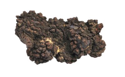 Big coprolite (9 cm)