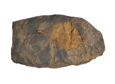 Trilobit: Deanaspis goldfussi, Ordivizium, CZ