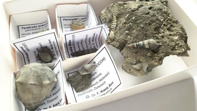 Weitendorf Collection, Miocene, Styria, AUT