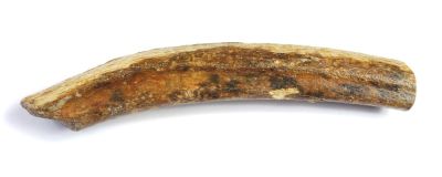 Mammoth: Bone