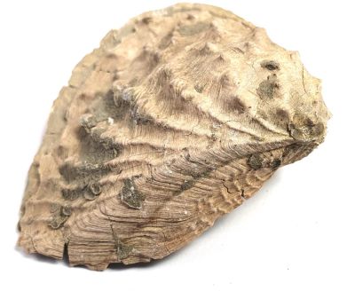 Clavotrigonia lusitanica, Jurassic, PRT