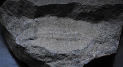 Duslia insignis, Ordovizium, MAR