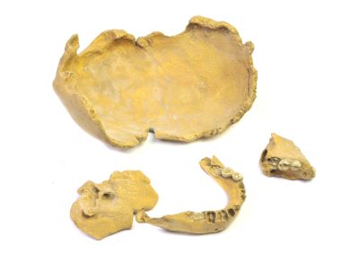 Abguss: Homo neanderthalensis, Schädelfragmente