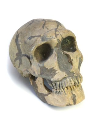 Abguss: Homo neanderthalensis, La Ferrassie 1, Schädel