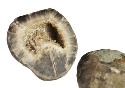 Brachiopode, Armgerüst auskristallisiert, Devon, Eifel