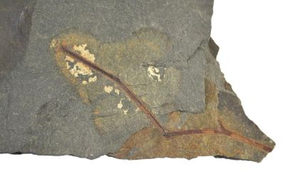 Moresnetia zalesskyi , Devonian, BEL