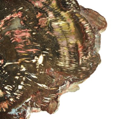 Petrified araucaria wood ( polished)