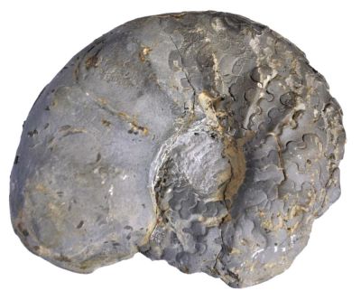 Ceratites sp., shell limestone, GER