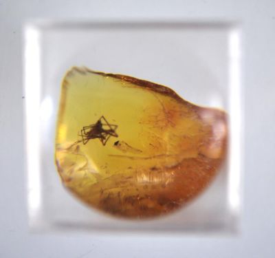 Spider in amber