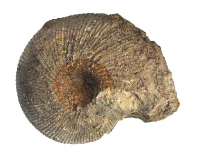 Macrocephalites macrocephalus, Jurassic, GER