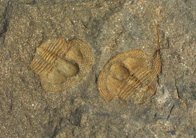 Trilobite: Deanaspis goldfussi, Ordovician, CZ