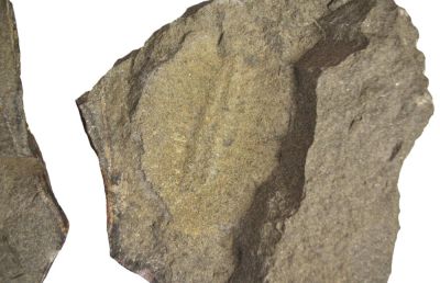 Duslia insignis, Ordovician, MAR