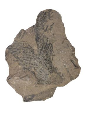 Lepidostrobus, Carboniferous; Dortmund, GER