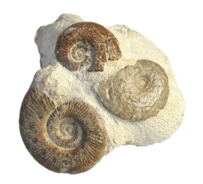 Jurassisc Ammonite Aggregate, FR