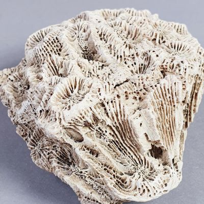Koralle: Microphyllia sp., Jura, Nattheim