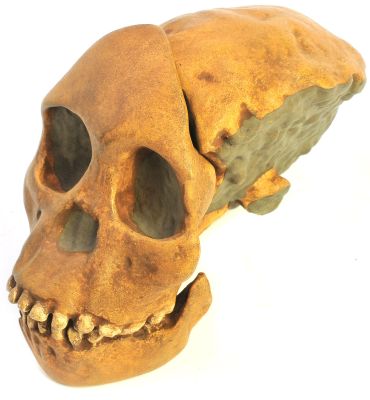 Abguss: Australopithecus africanus