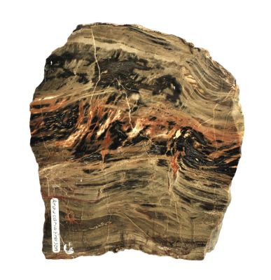 Silicified, fossil wood, Permian, GER