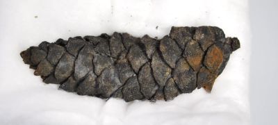 Pine cone: Pinus, Miocene, GER