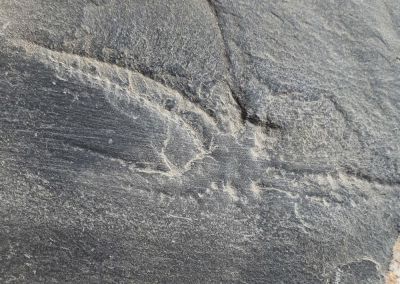 Asteroidea / Ophiuroidea, Devonian, Bundenbach