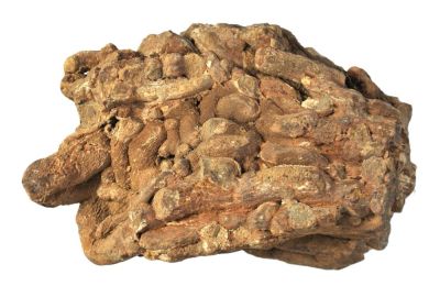 Ausgüsse von Bohrgängen (Toledo) in Holz, Eozän; IT