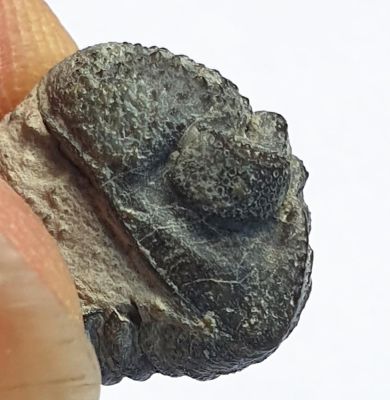 Trilobite: Phacops sp., Devonian; GER