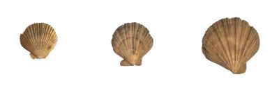 Pecten elegans, Miocene, PL