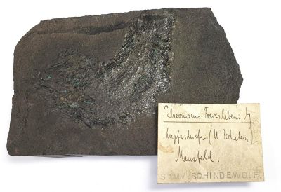 Palaeoniscum freieslebeni, GER