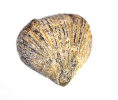 Brachiopode, Rhynchonella 2 cm