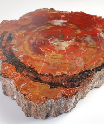 Silicified wood, Triassic, USA