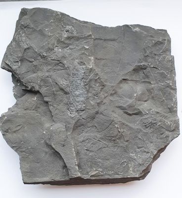 Lepidostrobus, Carboniferous; Aachen, GER