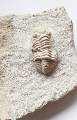 Trilobit: Paladin sp., Karbon, RU