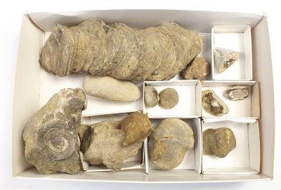 Fossil Surprise Box 17: Eifel, GER