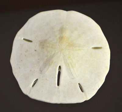 Sand dollar; Encope, Miocene; USA