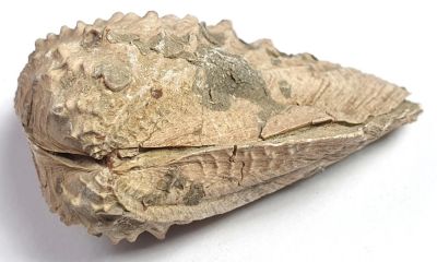 Clavotrigonia lusitanica, Jurassic, PRT