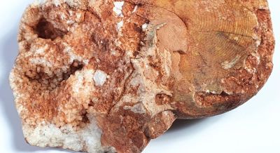 Cladiscites, Triassic, AUT