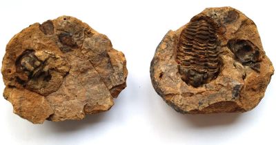 Flexicalymene sp. in geode, var. specimens, MAR