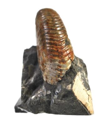 Scaphites warreni, Kreide, USA