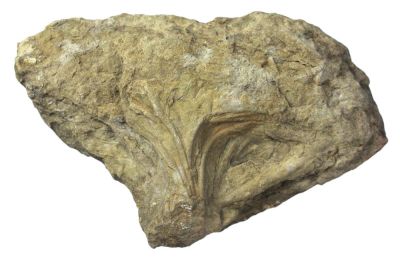 Trace fossil: Phycodes circinatum, Ordovician, GER