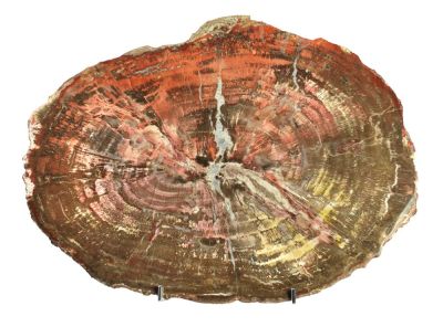 Große Platte Araucarien-Holz (poliert), verkieselt
