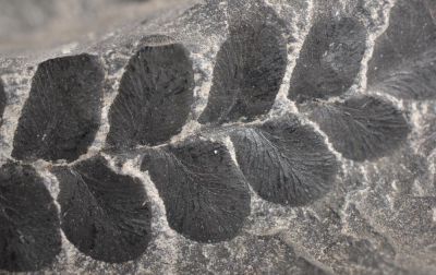 Neuropteris, Carboniferous, GER