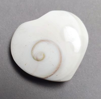 Operculum, heart-shaped (approx. 3 cm)